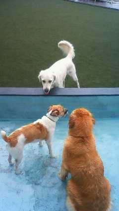 ファイル 2608-2.jpg