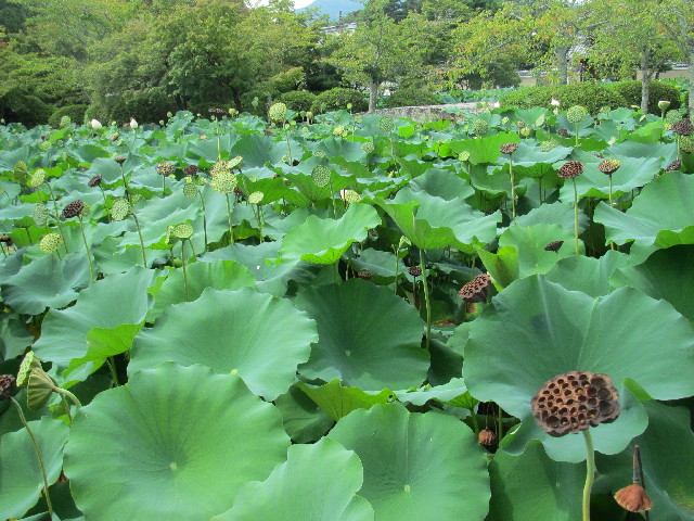 ファイル 2609-1.jpg