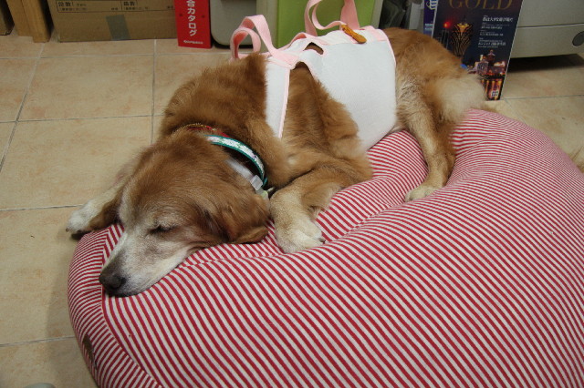 ファイル 2610-5.jpg