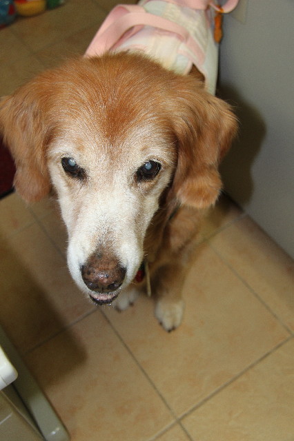 ファイル 2611-2.jpg