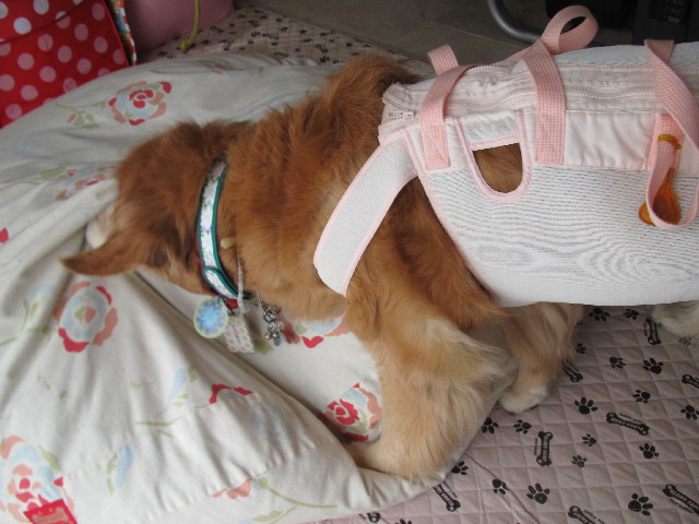 ファイル 2612-3.jpg