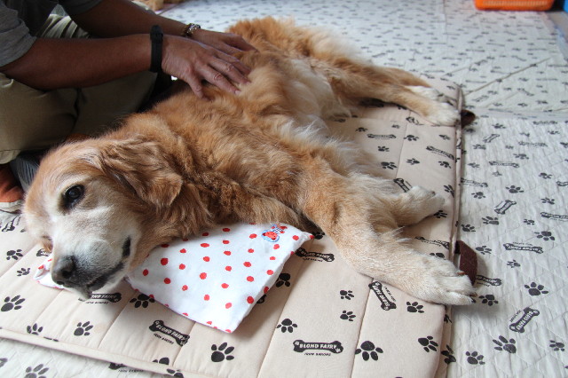 ファイル 2613-1.jpg