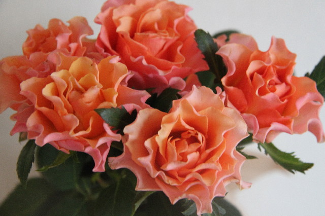 ファイル 2613-5.jpg