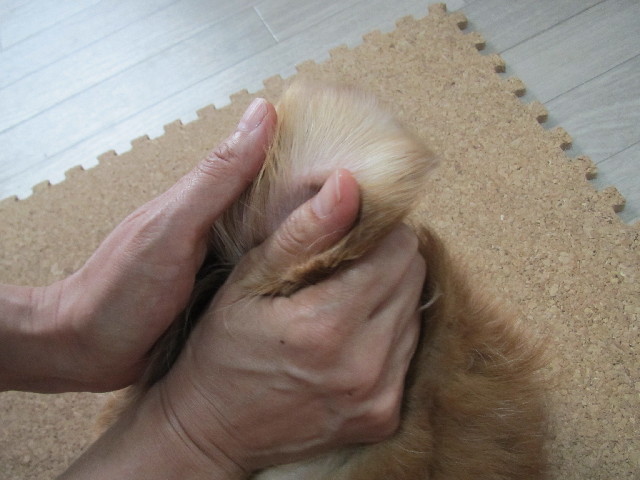 ファイル 2615-1.jpg