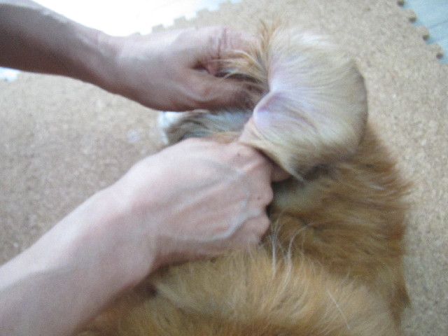 ファイル 2615-2.jpg