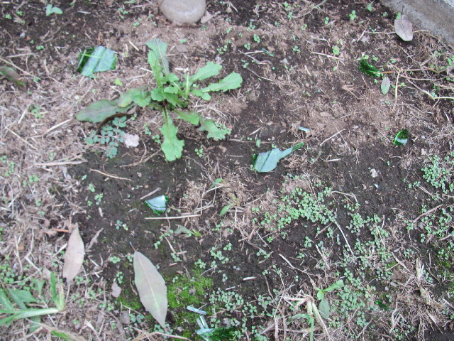 ファイル 2619-2.jpg