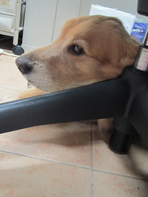 ファイル 2621-1.jpg