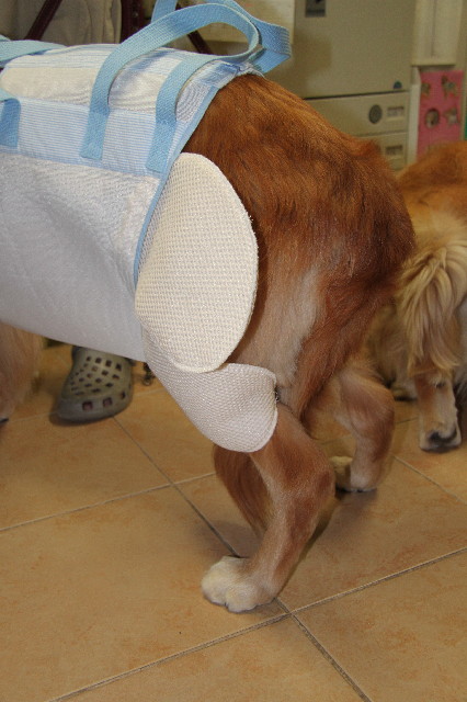 ファイル 2621-3.jpg