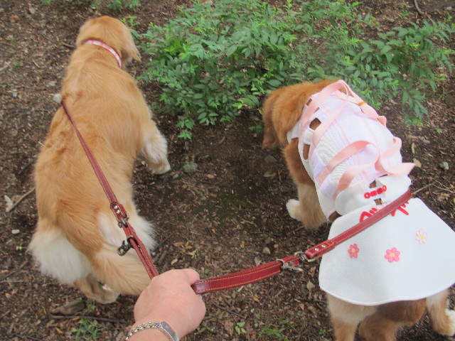 ファイル 2623-1.jpg