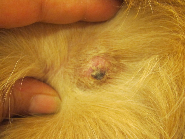 ファイル 2629-1.jpg