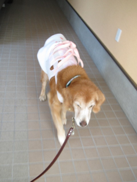 ファイル 2631-1.jpg