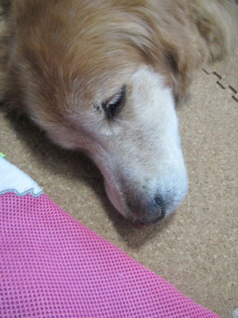 ファイル 2636-1.jpg