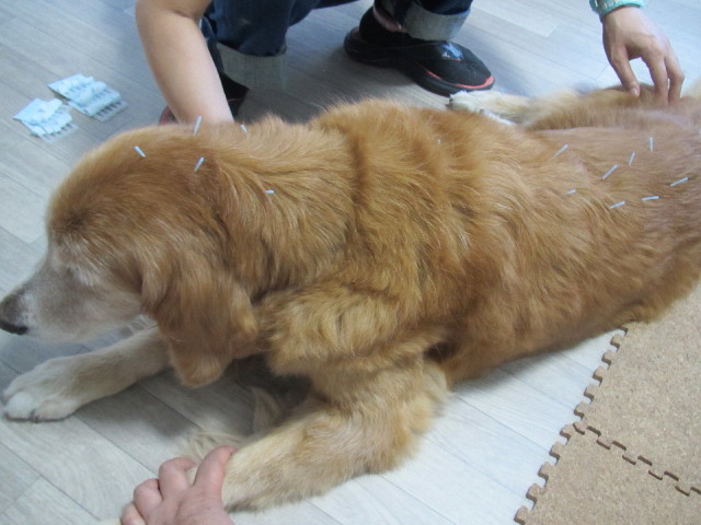 ファイル 2636-2.jpg