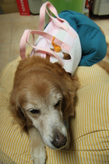 ファイル 2640-1.jpg