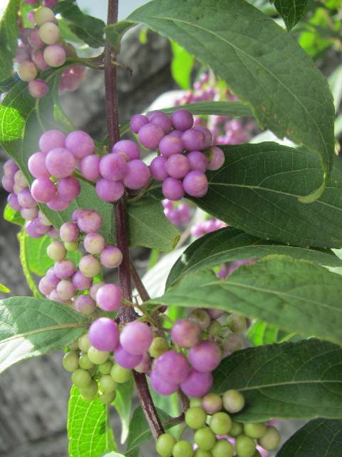 ファイル 2643-1.jpg