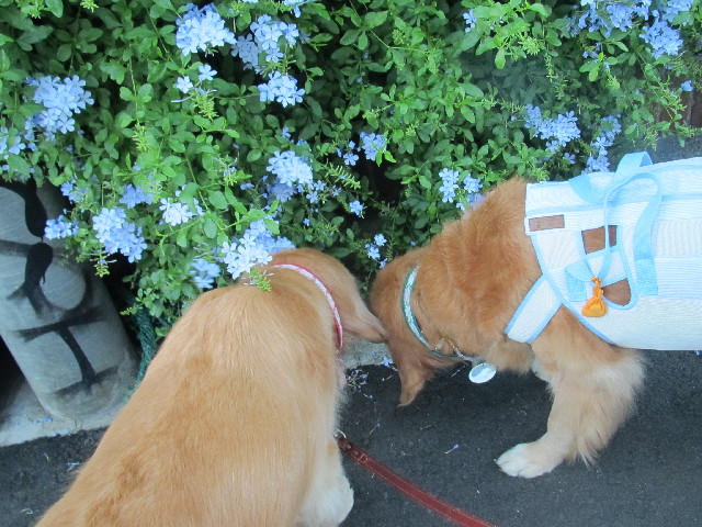 ファイル 2643-2.jpg