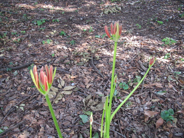 ファイル 2653-3.jpg