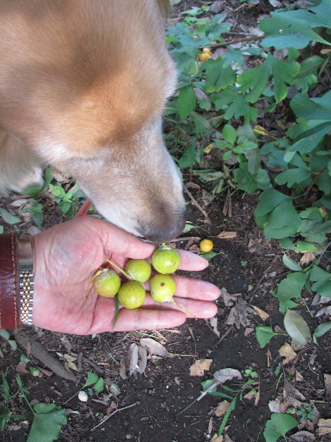 ファイル 2653-5.jpg