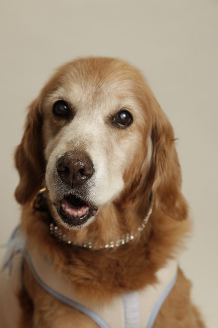 ファイル 2654-2.jpg