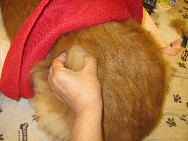 ファイル 2655-3.jpg