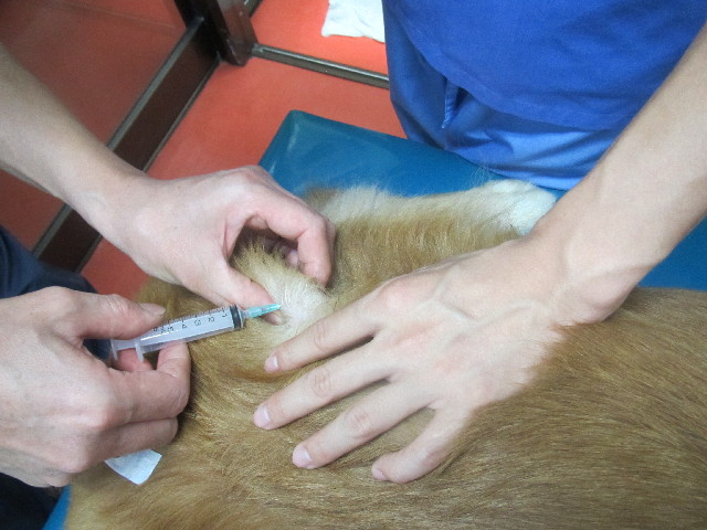 ファイル 2658-1.jpg