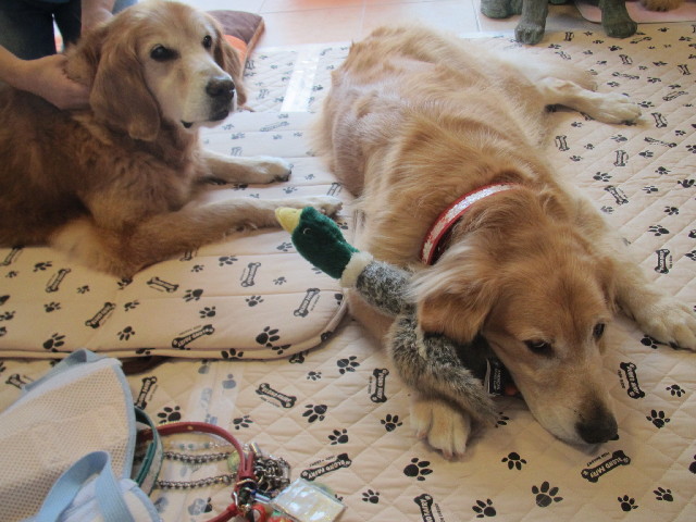 ファイル 2667-5.jpg