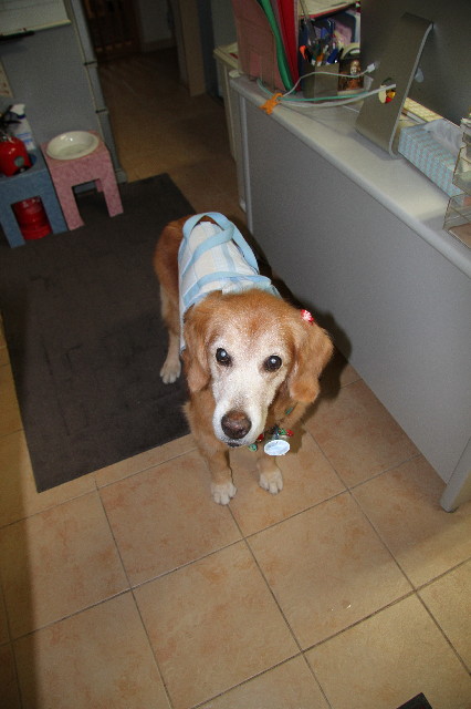 ファイル 2672-1.jpg