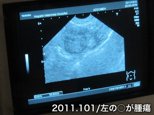 ファイル 2677-1.jpg