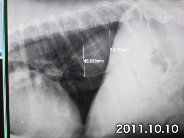 ファイル 2677-3.jpg