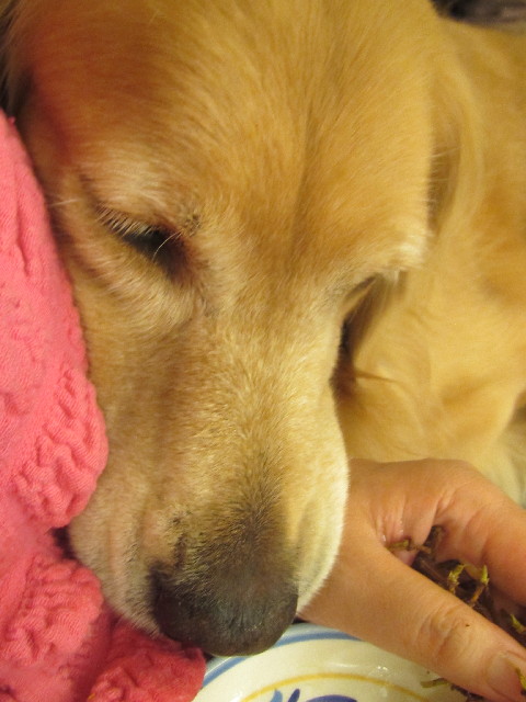 ファイル 2683-4.jpg