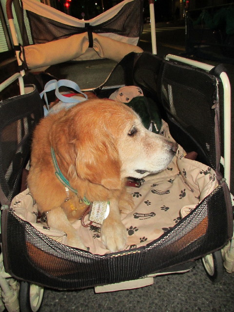 ファイル 2696-1.jpg