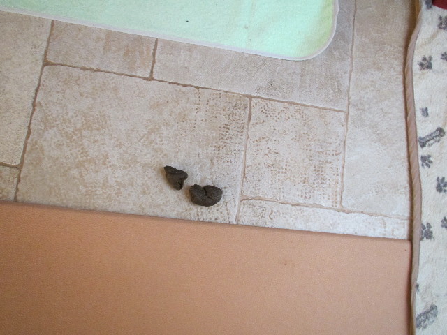 ファイル 2711-4.jpg