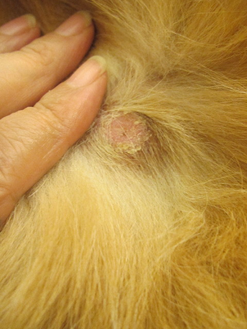 ファイル 2716-2.jpg