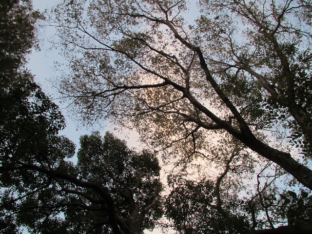 ファイル 2720-1.jpg