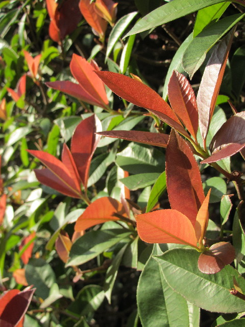 ファイル 2720-2.jpg