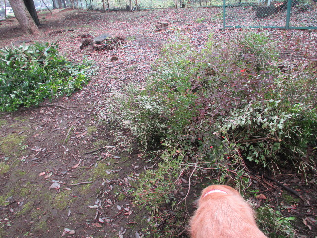 ファイル 2724-2.jpg