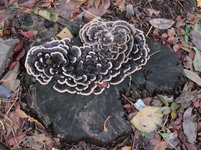 ファイル 2724-5.jpg