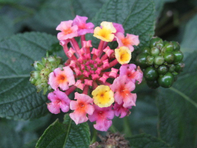 ファイル 2725-1.jpg