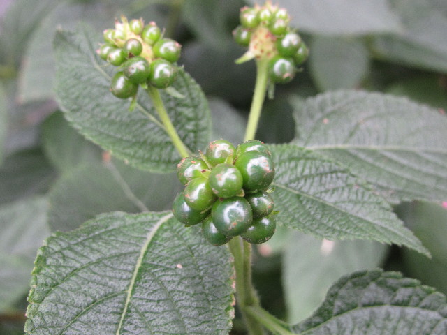 ファイル 2725-2.jpg