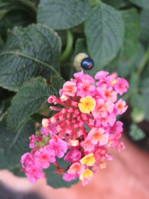 ファイル 2725-3.jpg