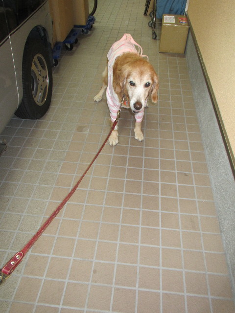 ファイル 2732-1.jpg