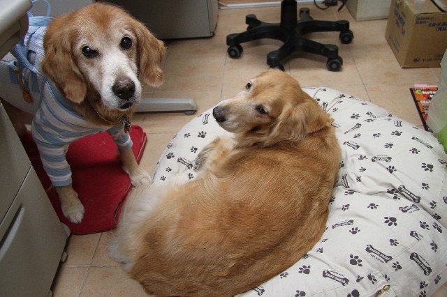 ファイル 2733-2.jpg