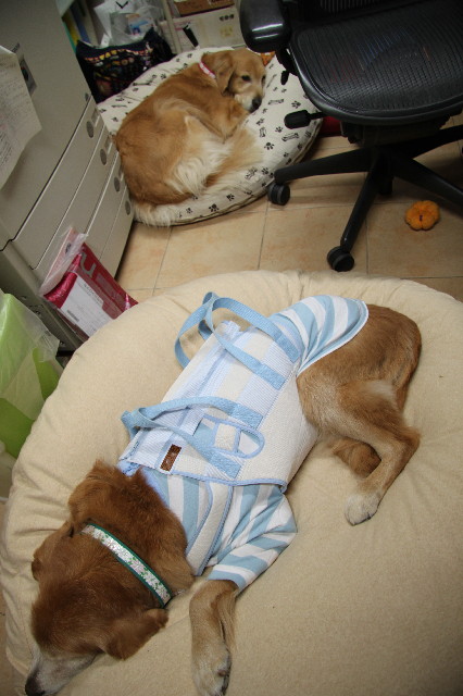 ファイル 2733-4.jpg