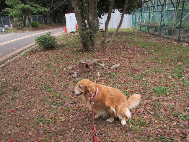 ファイル 2734-2.jpg