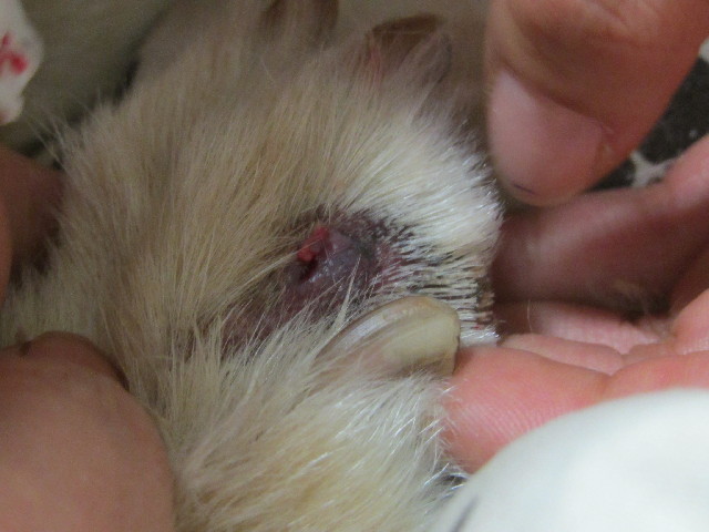 ファイル 2736-1.jpg