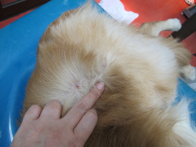 ファイル 2740-3.jpg