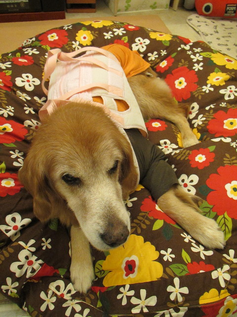 ファイル 2743-1.jpg