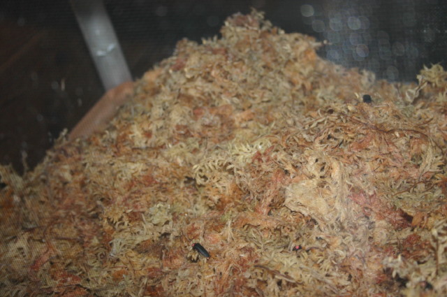 ファイル 275-3.jpg