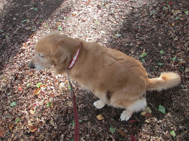 ファイル 2750-1.jpg