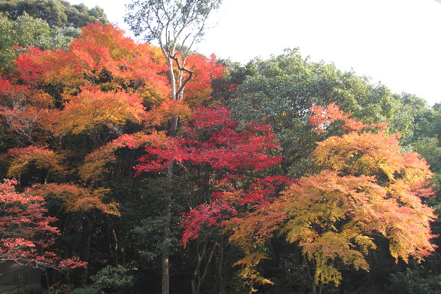 ファイル 2762-1.jpg